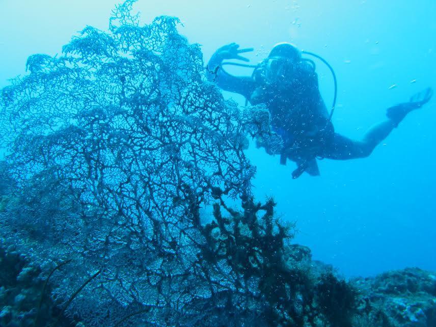 Anilao Scuba Dive Center Hotell Batangas Eksteriør bilde