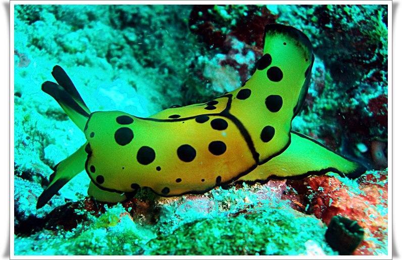 Anilao Scuba Dive Center Hotell Batangas Eksteriør bilde