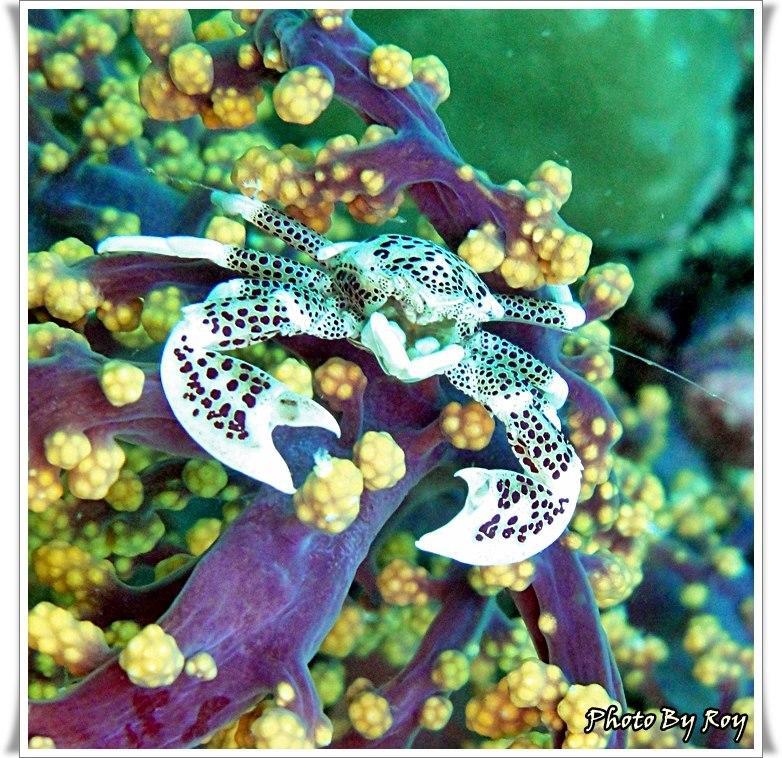 Anilao Scuba Dive Center Hotell Batangas Eksteriør bilde