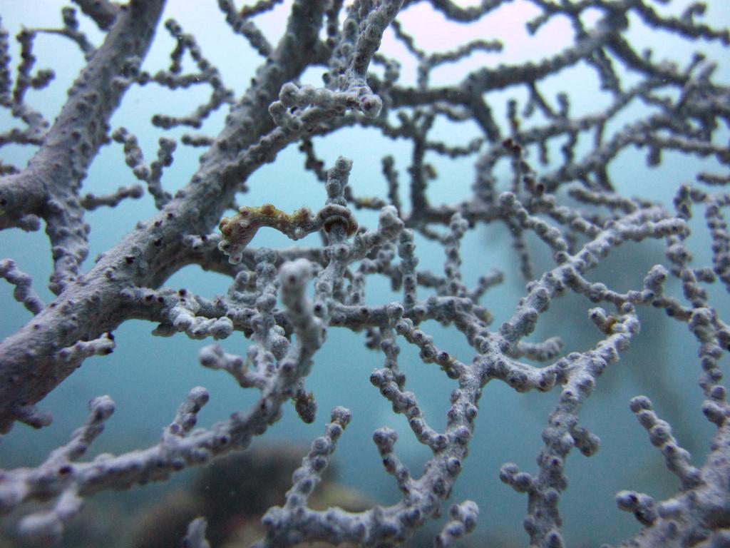 Anilao Scuba Dive Center Hotell Batangas Eksteriør bilde