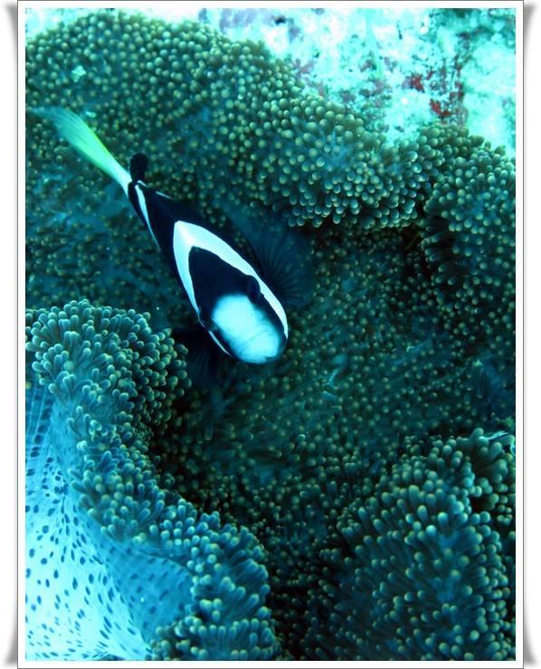 Anilao Scuba Dive Center Hotell Batangas Eksteriør bilde
