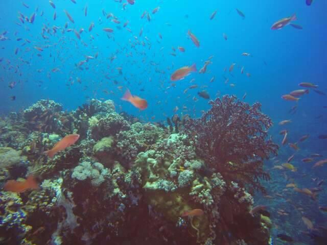 Anilao Scuba Dive Center Hotell Batangas Eksteriør bilde