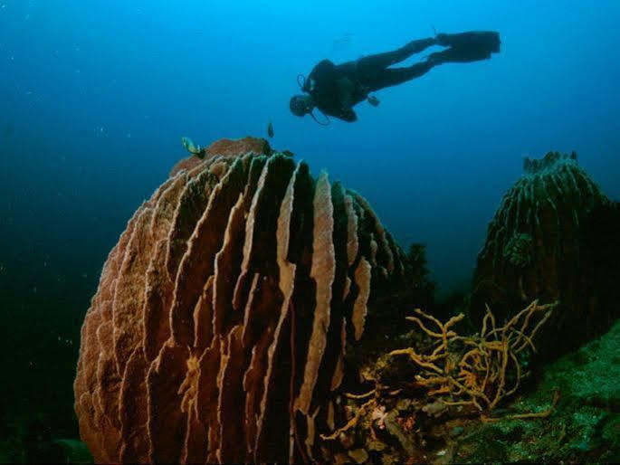 Anilao Scuba Dive Center Hotell Batangas Eksteriør bilde